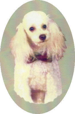 Chico ( Min Poodle)