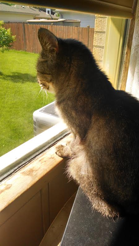 cat looking out window