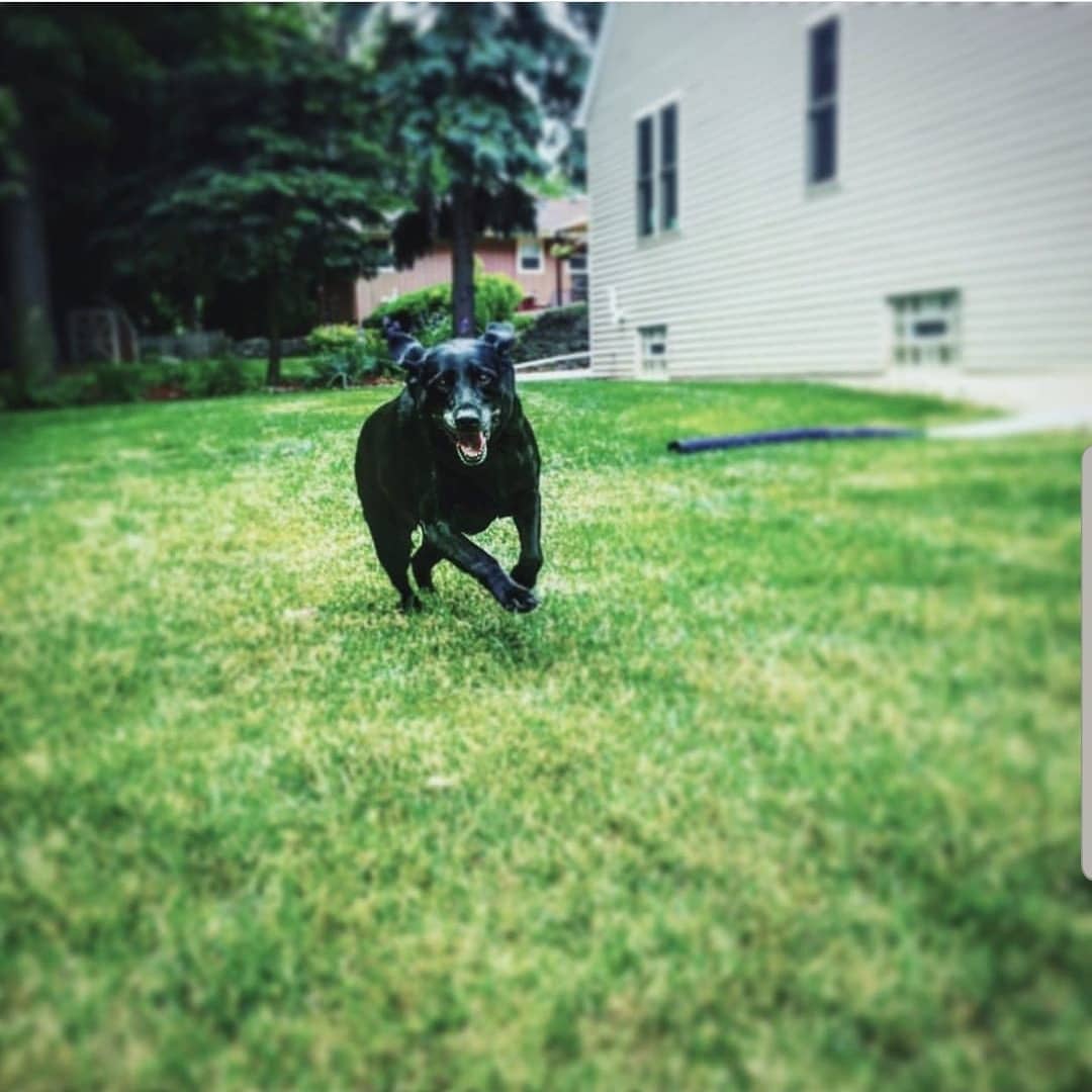 Jessie B (2004- 5/17/2019)